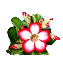 Nasiona Róża pustynna czerwona z białym szt.2 N305